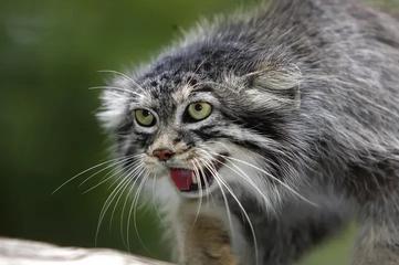 Pallas's cat kept as an exotic pet from Parachinar Valley, Khyber