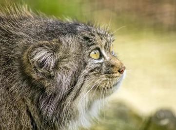 Pallas's cat kept as an exotic pet from Parachinar Valley, Khyber