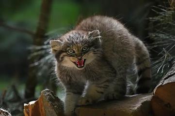 All About the Pallas's Cat: The Elusive Steppe Cat - Gage Beasley