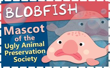 All About the Blobfish: The World's Ugliest Fish - Gage Beasley