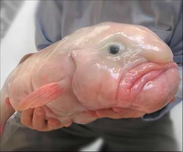 In Defense of the Blobfish: Why the 'World's Ugliest Animal' Isn't as Ugly  as You Think It Is, Smart News