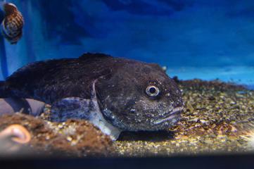 Blobfish Underwater