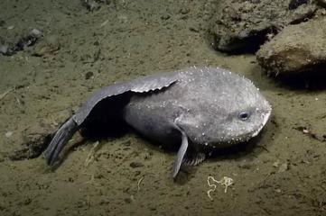 Blobfish Fish Facts  Psychrolutes marcidus - A-Z Animals
