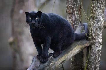 What Are Black Panthers, Anyway?