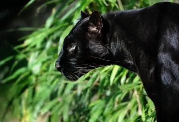 All About the Black Panther: Ghosts of the Forest