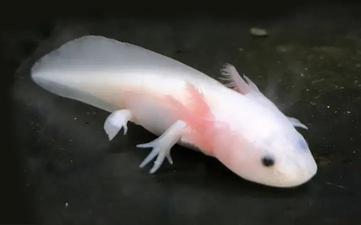 Axolotl : taille, description, biotope, habitat, reproduction