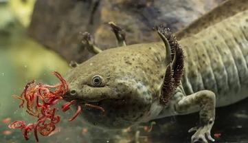 WHAT FOODS TO FEED YOUR AXOLOTL!!