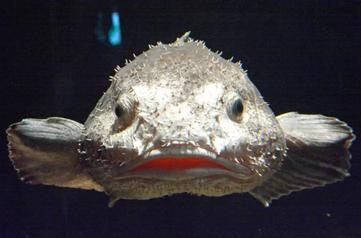 All About the Blobfish: The World's Ugliest Fish - Gage Beasley