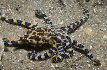 Lady Octopus - Wikipedia