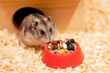 Banded Syrian Hamster » Pet Profile: Cage, Food, Lifespan