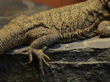 Central Bearded Dragon - The Australian Museum