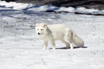 ARCTIC FOX: The Arctic Fox has a round body shape, short nose and legs, and  short, fluffy ears