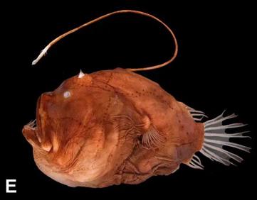 Blobfish: Adaptation as a Deep Sea Fish & More - Fish Laboratory