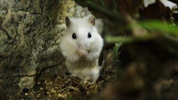 All About the Hamster: The Pouch-Cheeked Rodent - Gage Beasley Wildlife