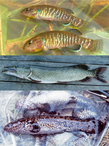 Pike, Feed and Grow Fish Wikia