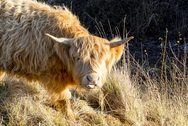 Scotland's Grazing Cows - The Highland Coos