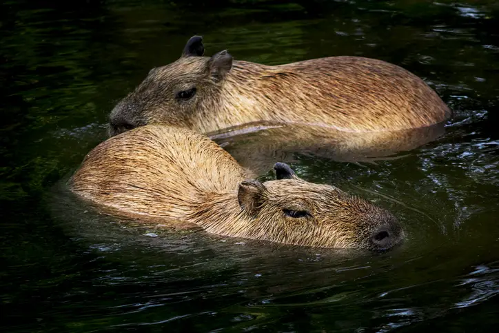 All About The Capybara: The Friendly Rodent