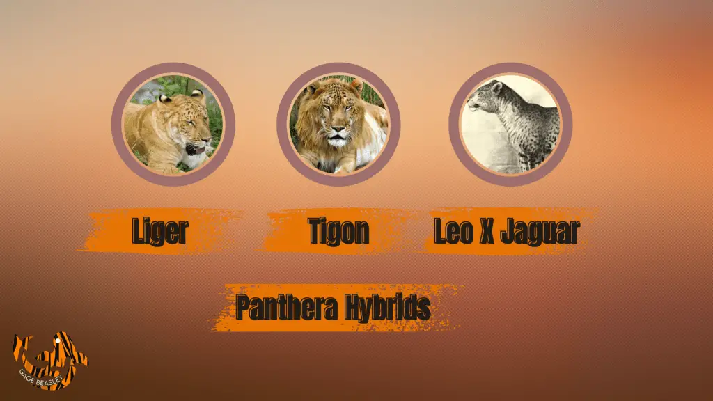 Jaguar vs Tiger: 7 Key Differences Compared (Size, Strength