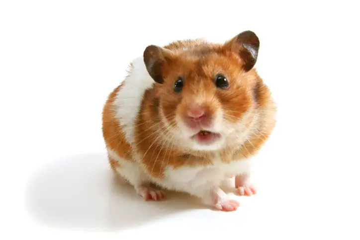 How Long Do HAMSTERS LIVE? 🐹 Average Hamster Life Expectancy