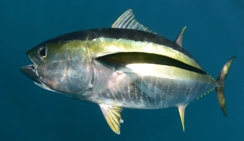 Facts About Yellowfin Tuna